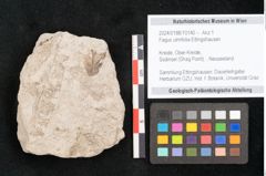 Foto (Detailansicht) von Fagus ulmifolia Ettingshausen (NHMW-GEO-2024-0188-10140)